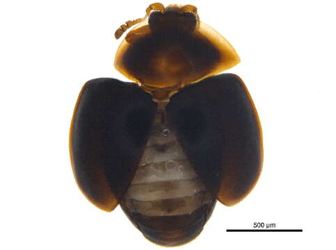 Image of minute hooded beetles