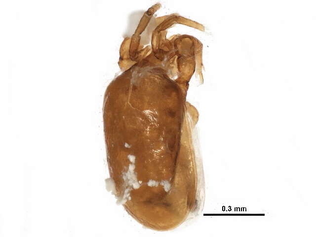 Image of Pachylaelapidae