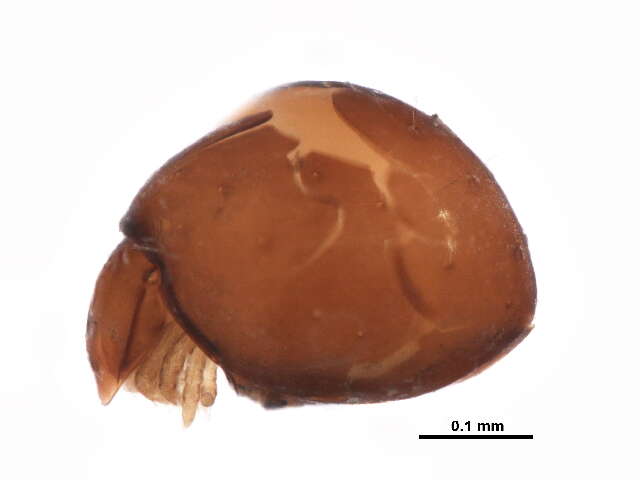 Image of Euphthiracaridae Jacot 1930