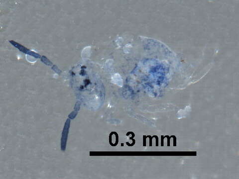 Image of Sminthuridoidea