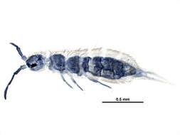 Image of Isotomoidea