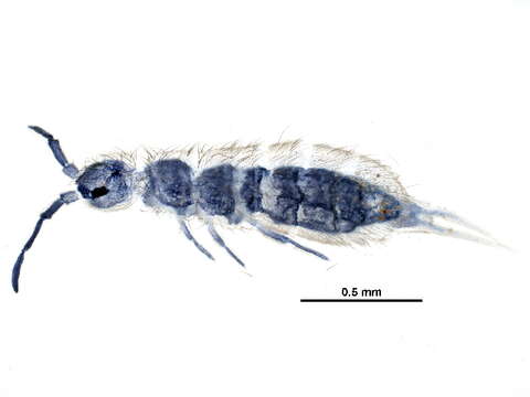 Image of Isotomoidea