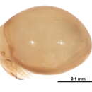 Image of Mesoplophora Berlese 1904