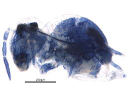 Image of Sminthuridoidea