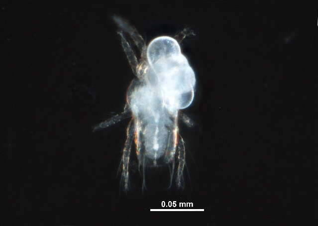 Image of predatory mites