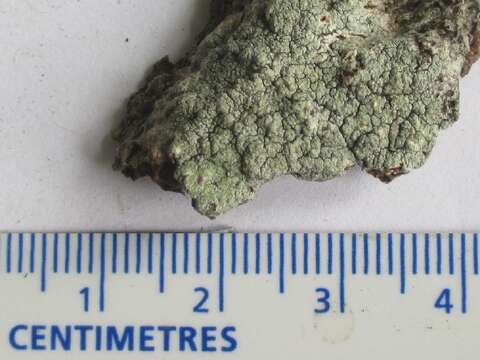 Image of pore lichen