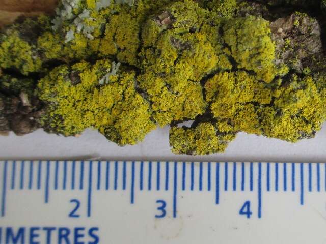 Image of lemon lichen