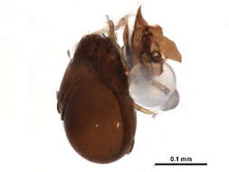 Image of Tegoribatidae Grandjean 1954