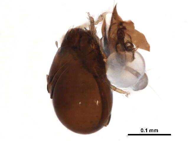 Tegoribatidae Grandjean 1954 resmi