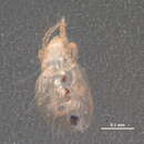 Image of Hypochthonius rufulus Koch 1835