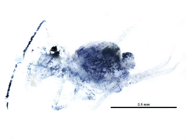 Image of Dicyrtomina minuta (Fabricius O 1783)