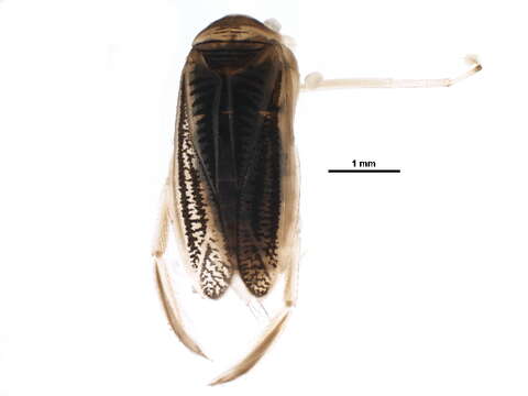 Image of Corixoidea Leach 1815