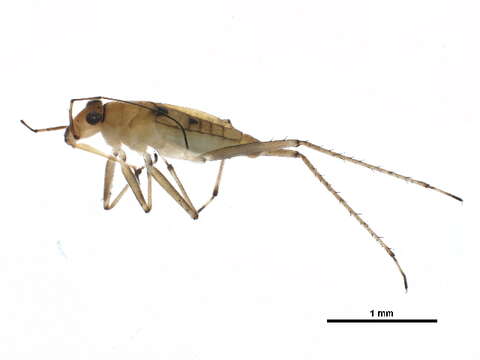 Image of Mesovelioidea