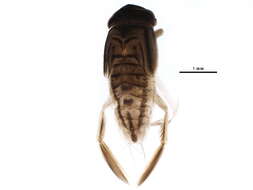 Image of Corixoidea Leach 1815