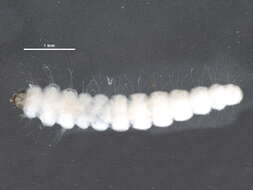 صورة Phyllonorycter celtifoliella (Chambers 1871)