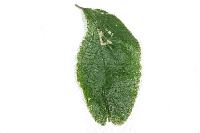 صورة Phyllonorycter celtifoliella (Chambers 1871)