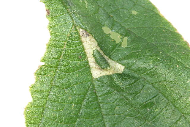 صورة Phyllonorycter celtifoliella (Chambers 1871)