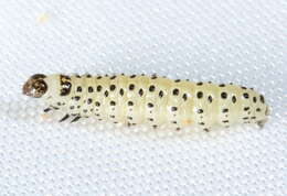 صورة Sitochroa palealis Schiffermüller