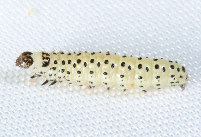 صورة Sitochroa palealis Schiffermüller