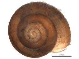 Image of Land snails and slugs