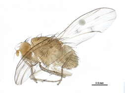 Image of Homoneura