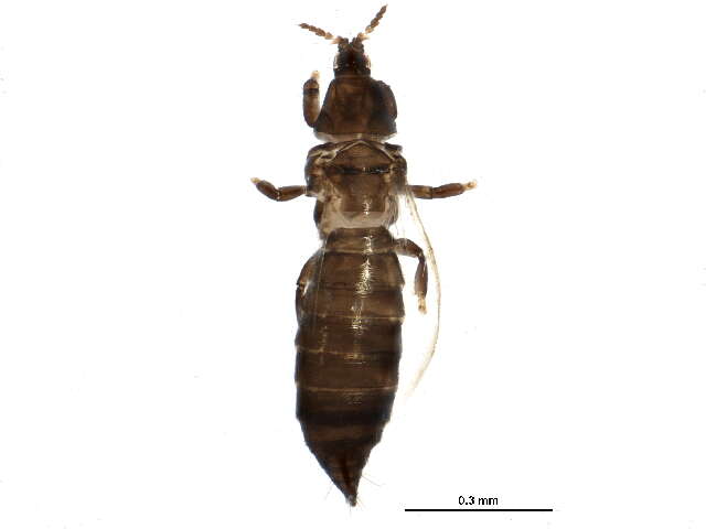 صورة Chirothrips manicatus (Haliday 1836)