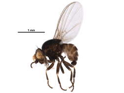 Phytoliriomyza robiniae Valley 1982 resmi