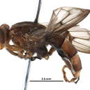 Image of <i>Brachyopa sedmani</i>