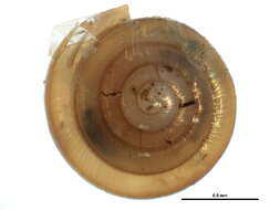 Image of <i>Paravitrea multidentata</i>