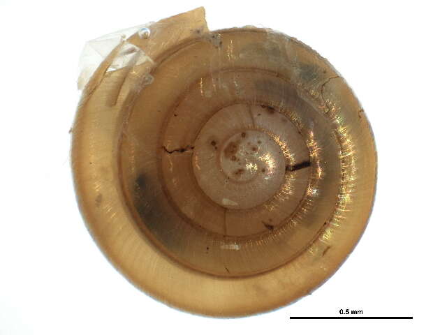 Imagem de <i>Paravitrea multidentata</i>