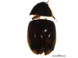 Image of Enochrus (Methydrus) cinctus (Say 1824)