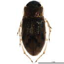 Image of Helophorus (Rhopalohelophorus) marginicollis Smetana 1985