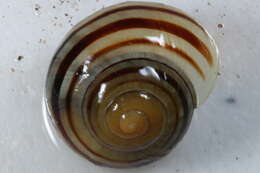 Image of Brown Lipped Snail