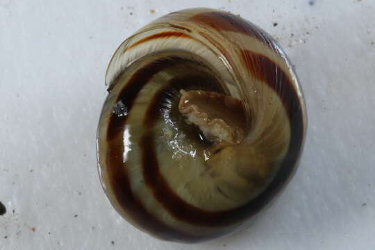 Image of Brown Lipped Snail