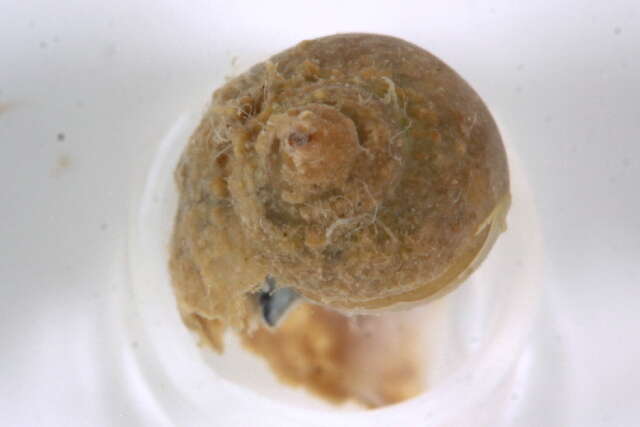 Image of bladder snails