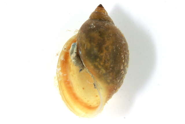 Image of bladder snails