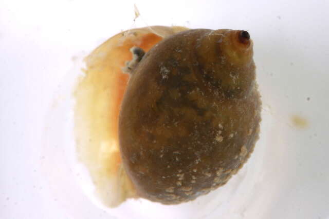 Image of bladder snails