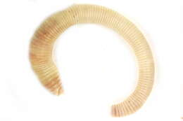 Image of earthworms