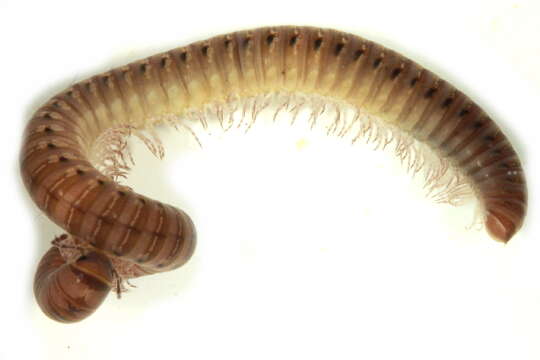 Image of Juloidea