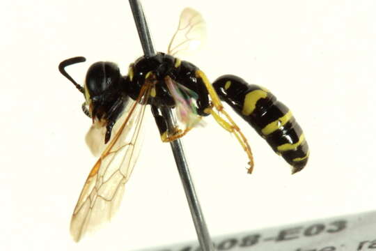 Image of Philanthus bilunatus Cresson 1865