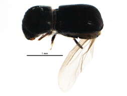 Image of Bark beetle