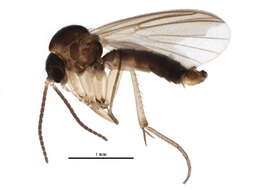 Image of Trichonta