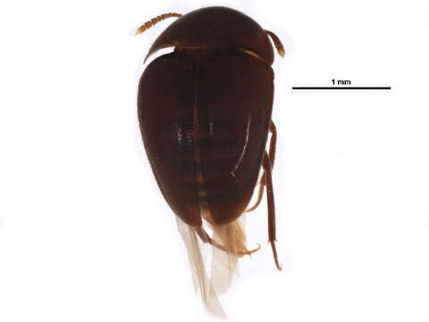 Image of Nemadus (Laferius) brachyderus (Le Conte & J. L. 1863)