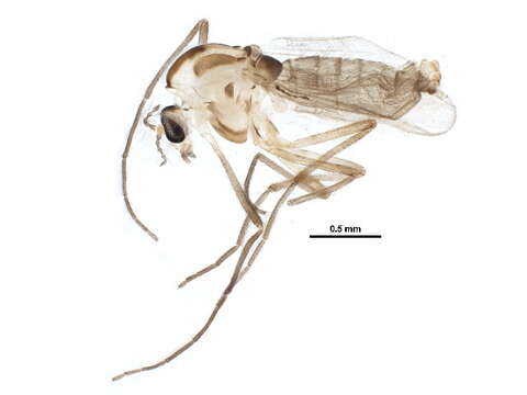 Image of Parametriocnemus