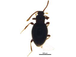 Image of Stenichnus (Stenichnus) scutellaris (Müller, P. W. J. & Kunze 1822)