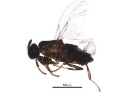 Image of minute black scavenger flies