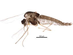 Paraphaenocladius resmi