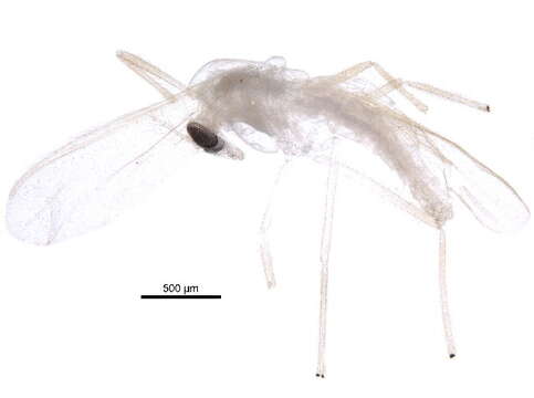 Image of Rheotanytarsus