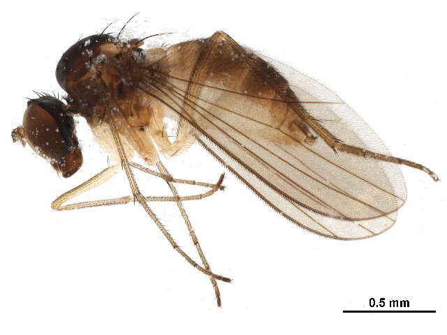 Plancia ëd Sympycnus lineatus Loew 1861