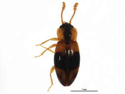 Image of Phymaphora pulchella Newman 1838